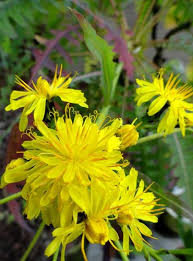 Image result for Sonchus friesii