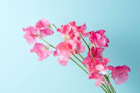 Dankbarkeit ist ein positives gefühl oder eine haltung in anerkennung einer materiellen oder immateriellen zuwendung, die man erhalten hat oder erhalten wird. Welche Ist Deine Geburtsblume Geburt Blumen Geburtsblume Blumen