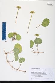 Image result for Hydrocotyle bonariensis