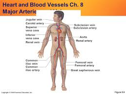 Blood vessels are part of the circulatory system, and they transport blood throughout the body. Copyright C 2009 Pearson Education Inc Heart And Blood Vessels Ch 8 Major Arteries And Veins Figure 8 9 Subclavian Artery Subclavian Vein Jugular Vein Ppt Download