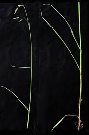 Image result for Scleria melanomphala