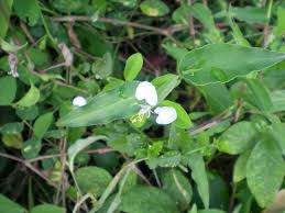 Image result for Commelina petersii