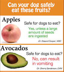 Can Dogs Eat Grapes Can Dogs Eat Grapes Can Dogs Eat Dog Eating