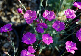 It brings an extremely fine and delicate texture to the garden composition and should be used to full effect. Dianthus Firewitch Pink Carnation For Sale