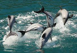 Wie Wurde Die Perfekte Welt Fur Neuseeland Delfine Aussehen Whale And Dolphin Conservation Deutschland