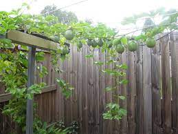 Growing Passion Fruit My Garden Creation Growing Passion Fruit Tropical Landscaping Garden Planning