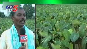 Horticulture Officers Negligence On Taro Root Cultivation Guntur Telugu News Tv5 News Youtube