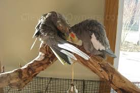 We did not find results for: How To Identify A Cockatiel S Gender Male And Female Differences Clever Pet Owners