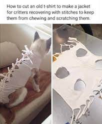 A Non Invasive Alternative To The Cone Of Shame Dog Cone Diy Dog Stuff Dog Cone Alternative