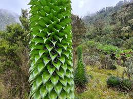 Image result for Lobelia bequaertii