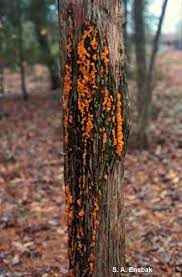 Likewise, money trees cannot have their growth accelerated through the use of supreme growth potions, and attempting to do so. Quince Rust Of Apple Apples
