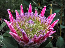 We did not find results for: National Flower Of South Africa Juridicious