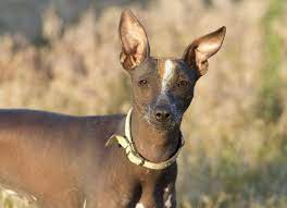 Postpartum Low Blood Calcium In Dogs | Petmd