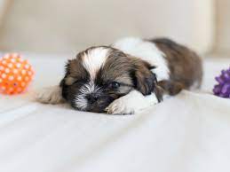 Dogs from this breed typically cost around $500 to $6,000. 9 Things You Didn T Know About The Shih Tzu American Kennel Club