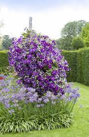 Maybe you would like to learn more about one of these? Clematisy Uprawa Przycinanie Odmiany