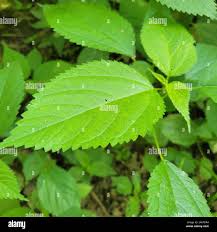 Image result for Laportea mooreana