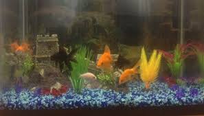 Stop Know What Your Goldfish Needs Saltwater And Freshwater Aquarium Supplies Saltwater Reef Online Store Goldfish Freshwater Aquarium Aquarium Supplies