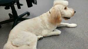 The term teddy bear goldendoodle mix is usually reserved for the english mini goldendoodle and resembles a small walking teddy bear dog. Best Types Of Goldendoodle Haircuts We Love Doodles