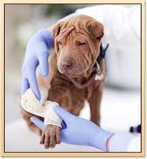 Some people are not the kind of people you want to be around. Tulsa Pet Emergencies Vet Near Me