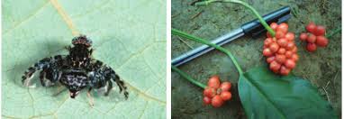 Image result for Culcasia falcifolia