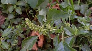 Image result for Amaranthus blitum