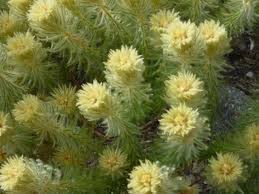 Image result for Phylica