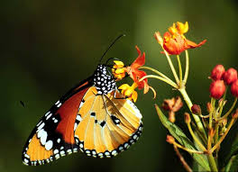 Image result for Gomphocarpus semilunatus