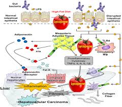 Ilic d, misso m (2012) lycopene for the prevention and treatment of benign prostatic hyperplasia and prostate cancer: Mechanistic Understanding Of B Cryptoxanthin And Lycopene In Cancer Prevention In Animal Models Sciencedirect