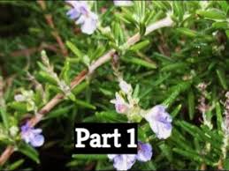 Image result for rosemary pruning