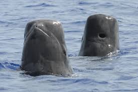 Image result for whale