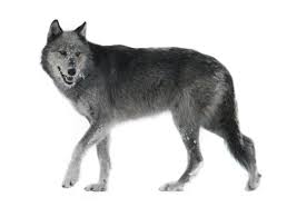 Please wait while your url is generating. Wolves Png Free Wolves Png Transparent Images 58856 Pngio