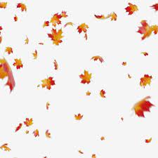 Maple Leaves Falling Maple Autumn Leaf Png Transparent Clipart Image And Psd File For Free Download Fall Leaves Png Fall Leaves Background Leaf Photography