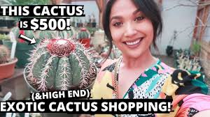 Check out our exotic cactus selection for the very best in unique or custom, handmade pieces from our craft supplies & tools shops. Exotic Cactus Plant Shopping Youtube