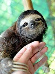 15 Adorable Sloths Here To Remind You To Slow Down And Enjoy Life Cute Baby Sloths Cute Sloth Pictures Sloth Photos