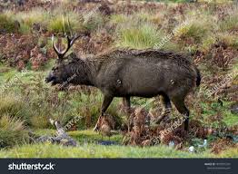 Sambar Animal Living In The Forest Ad Affiliate Animal Sambar Forest Living In 2020 Animals Forest Stock Photos