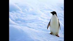Resultado de imagen de pinguino