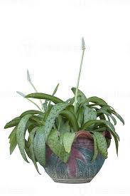 Image result for Drimiopsis botryoides