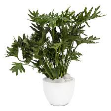 Propagating a little hope is best down with cuttings and during spring or summer. Philodendron Selloum Plant The Future