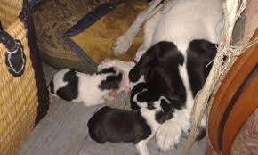 Good rates and no reservation costs. Donne Chiot Petite Annonce Chien