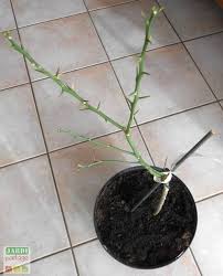 Le Rempotage Du Citronnier Comment Faire Tous Les Conseils Pour Le Reussir Citronnier Faire Soi Meme Feuille