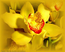 Piante aromatiche fiore vendita di piante aromatiche lucky bamboo suppliers. L Essenza Di Orchidea Tra Le Piu Pregiate E Ricercate L Aroma E Dolce E Delicato Si Trova In Special Modo Nei Paesi A Clima Tropica Orchidea Fiori Sfondi
