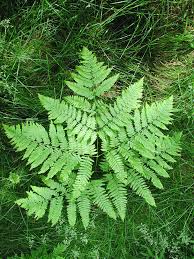 eagle ferns