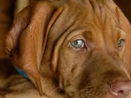 A vizsla breeder can be hard to find and a serious breeder can even be harder. Vizsla Puppies For Sale