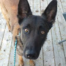 The puppy store, utah happy puppies for adoption! Dog For Adoption Oakley A Belgian Shepherd Malinois In Minneapolis Mn Petfinder