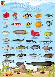 Poster Belajar Mengenal Ikan 2 Bahasa Kartu Flash Ikan Poster