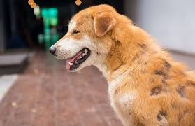 Image result for scabies dogs detail