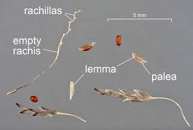 Image result for Eragrostis porosa
