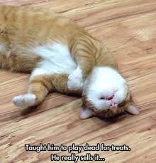 Playing Dead Funny Animal Pictures Funny Animal Memes Funny Animals