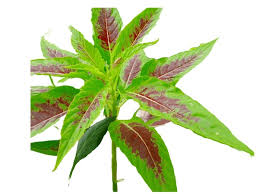 Image result for Amaranthus dubius