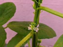 Image result for Cyamopsis